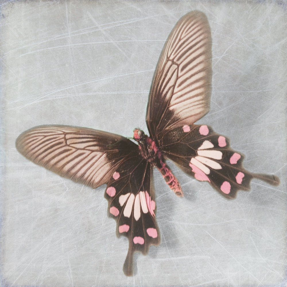 Pearl Butterfly 10" By 10" Photograph Art Print