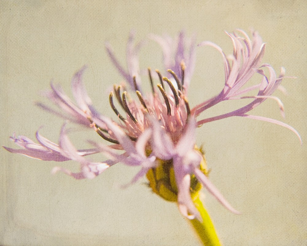 Softly 8" By 10" Macro Flower Photograph Print