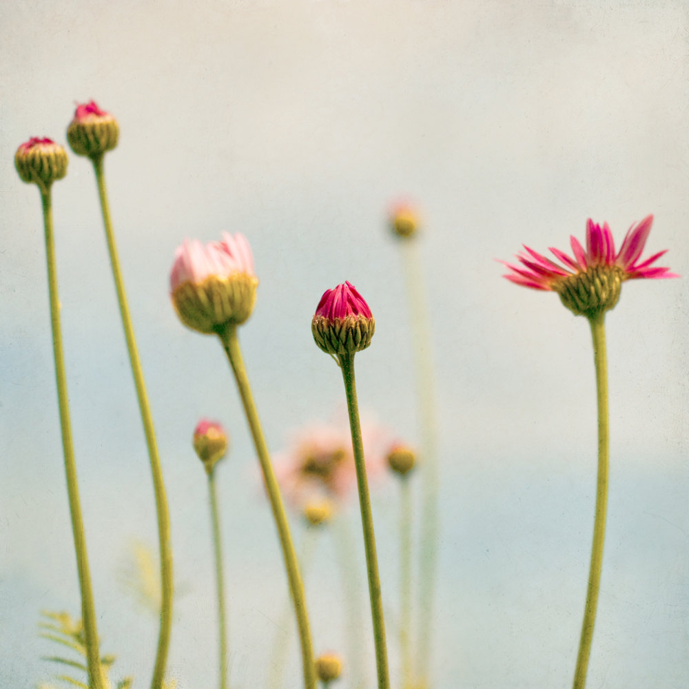 Simplicity Flower Photograph Art Print