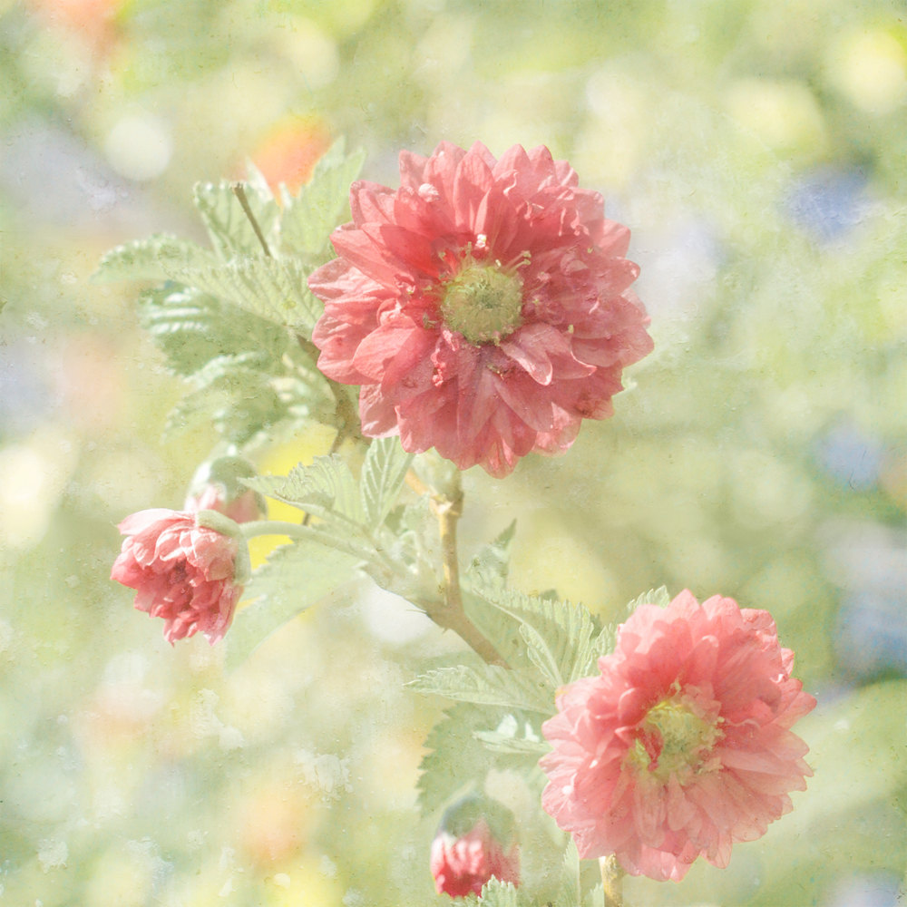 Blush Pastel Flower Photograph Art Print
