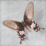Pearl Butterfly 10" By..