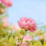 Sweetness Rose Flower Photograph Art Print