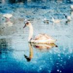 Graceful Swan Photograph Art Print